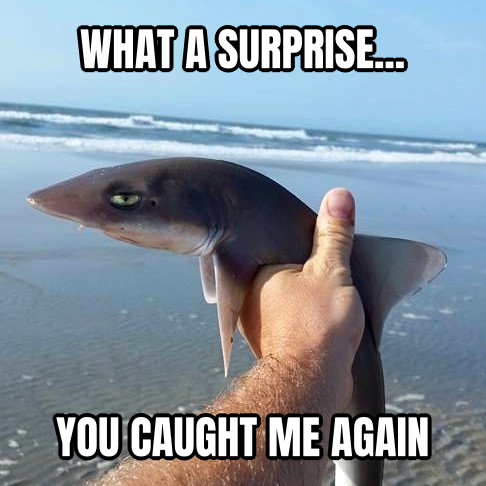 This is Bull, Shark preview