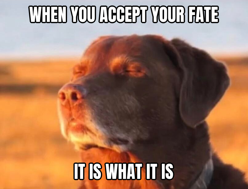 Dog accepting fate preview