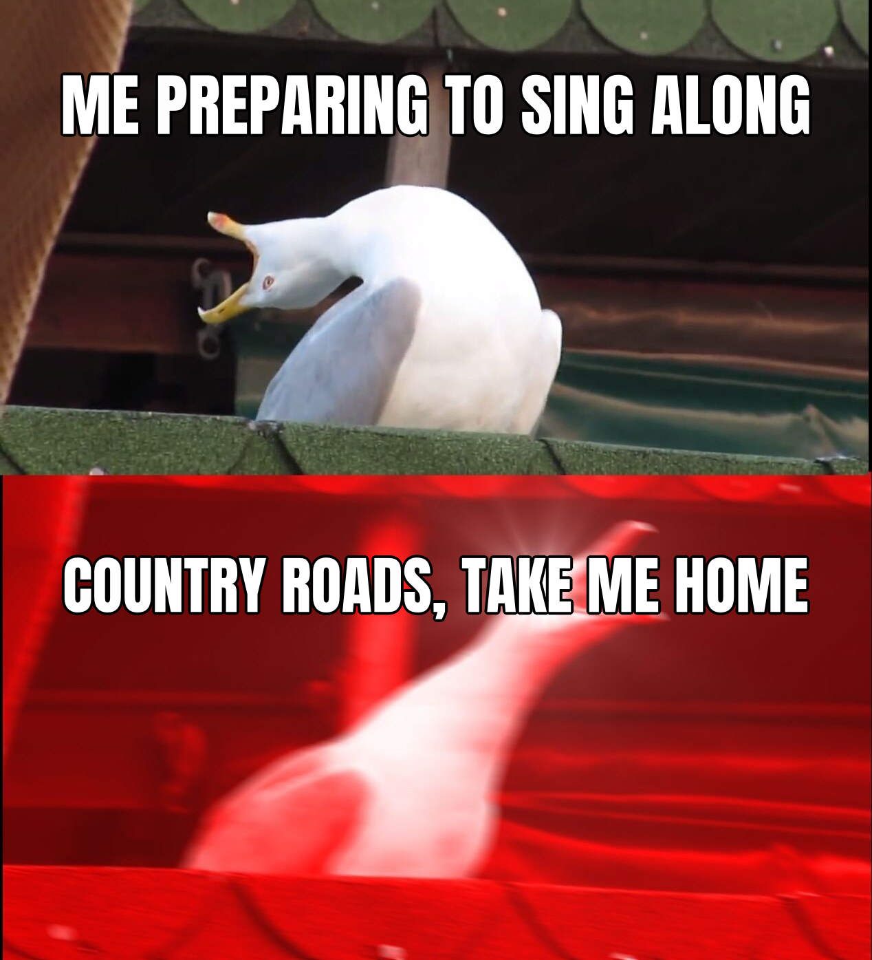 Screaming bird preview