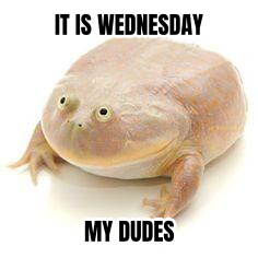 Wednesday Frog preview