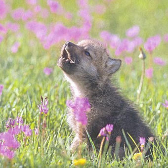 Baby Insanity Wolf