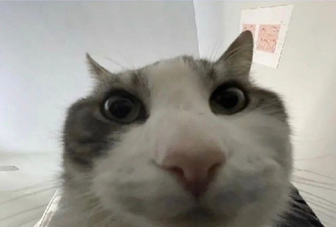 Cat looks inside
