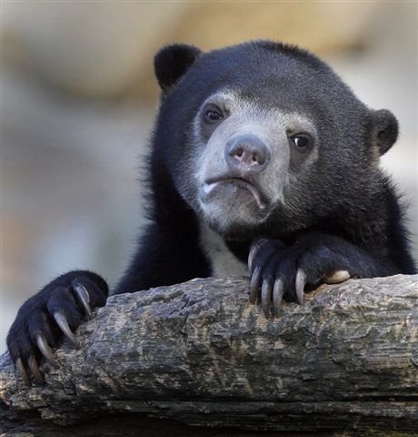 Confession Bear