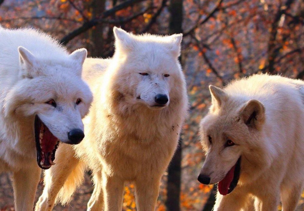 Laughing Wolf