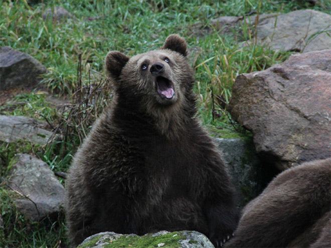 Sarcastic Bear