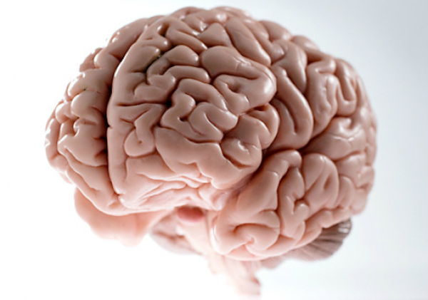 Scumbag Brain