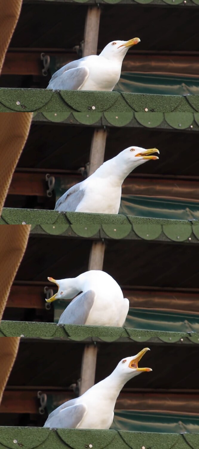 Screaming Seagull