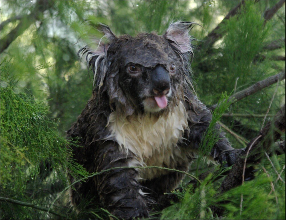 Surprised Koala