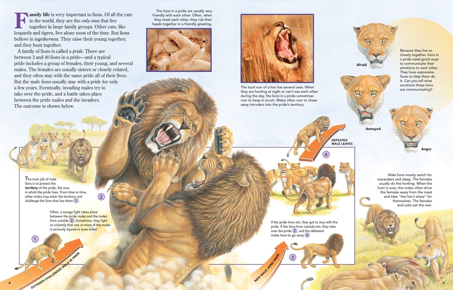 The Lion Fighting