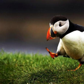Unpopular opinion puffin